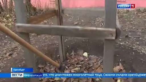 Его вера в добро сильнее чужой злобы: 90-летний пенсионер готов восстановить каштановую аллею в Оренбурге после рук вандала