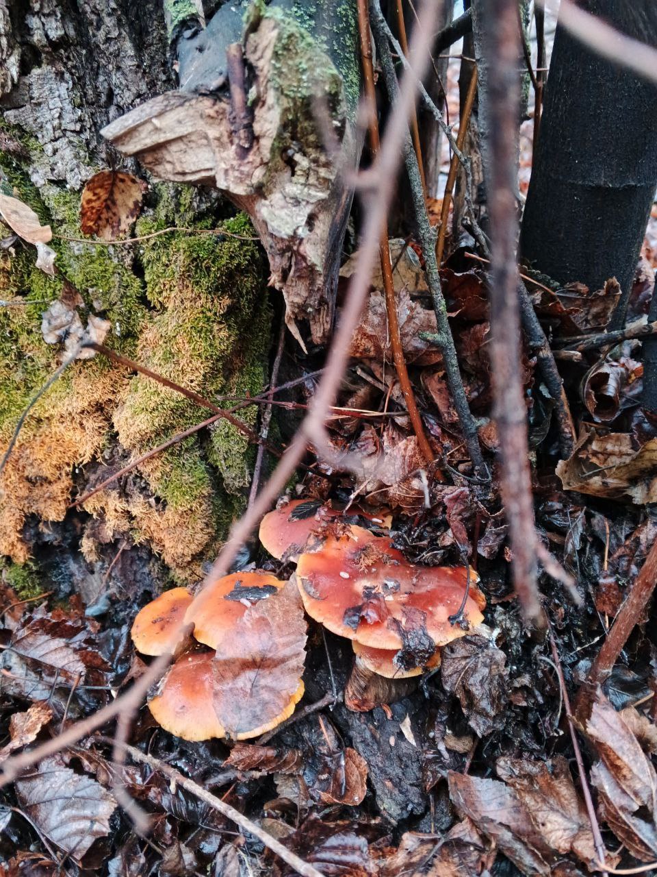 Доброе утро! Прогноз погоды на 23 ноября