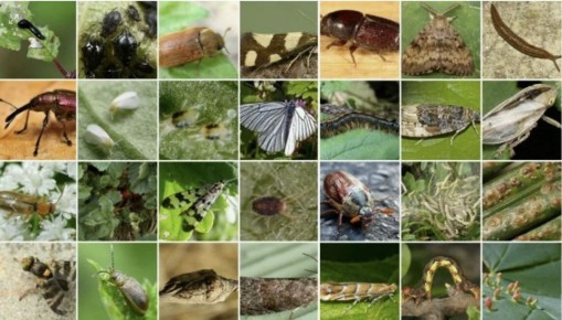 Эко-бомбы против вредителей: открытие нового века в садоводстве