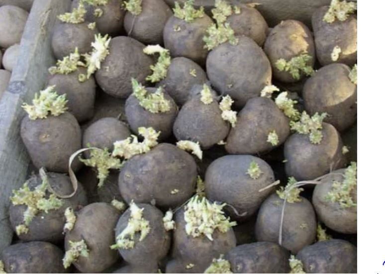 Как правильно подготовить картофель к посадке