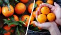 Как сделать кислые мандарины сладкими: секрет простого лайфхака