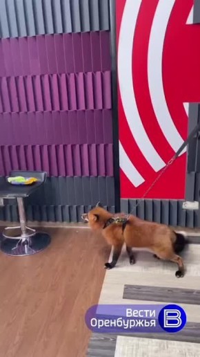 Боец СВО с позывным Лис из Оренбурга завёл в квартире лисицу