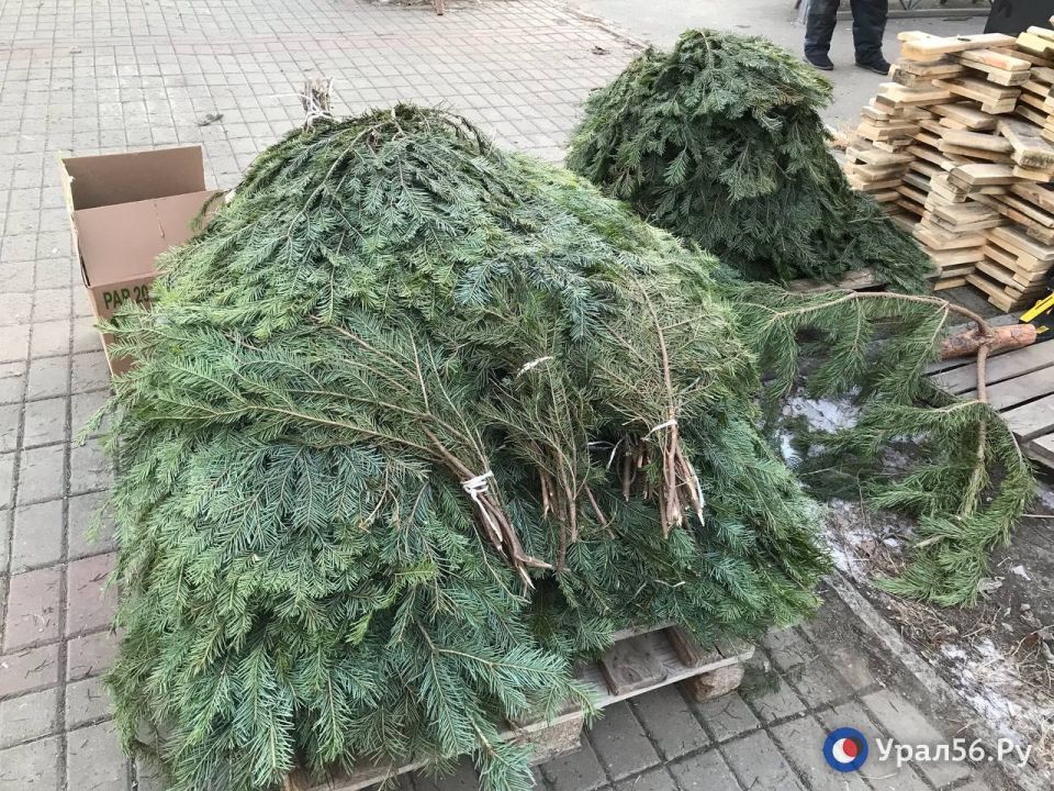 В Орске открылись елочные базары