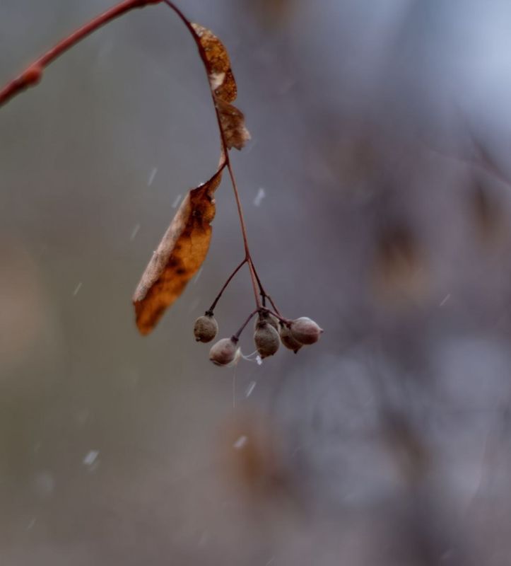 ������ ����! ������� ������ �� 12 �������