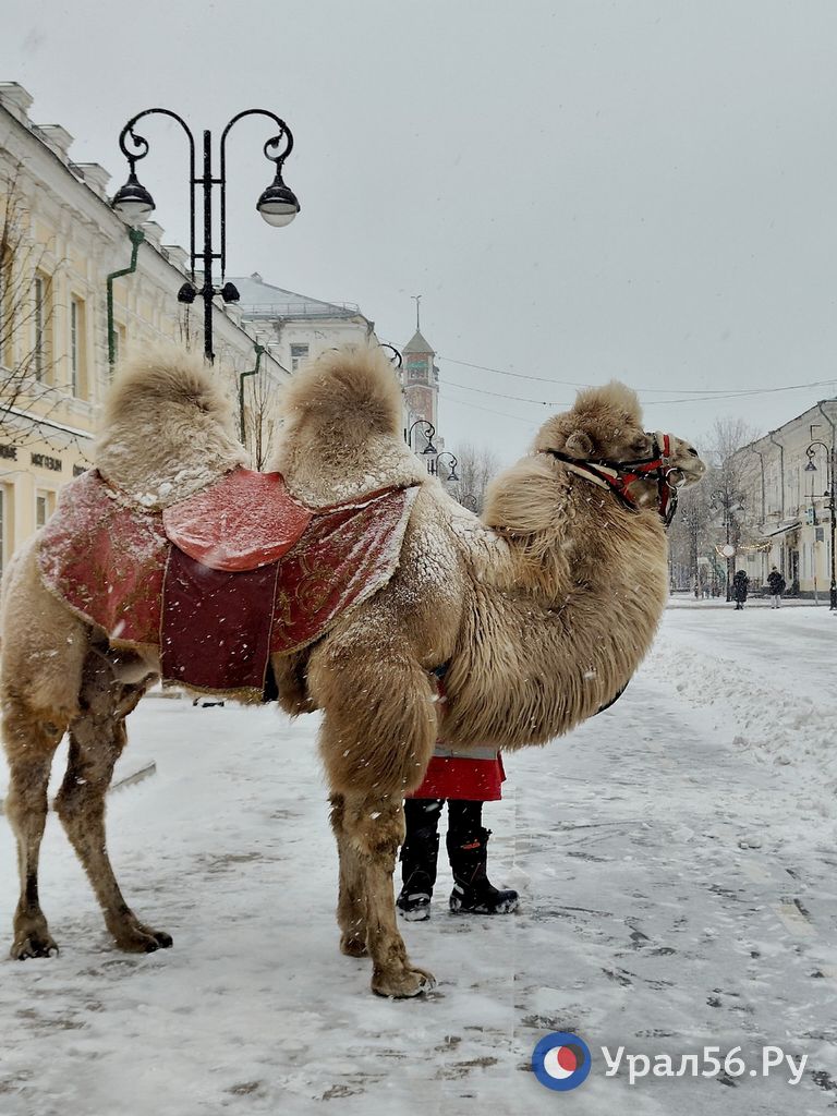 Оренбург и долгожданный снег Оренбург и долгожданный снег