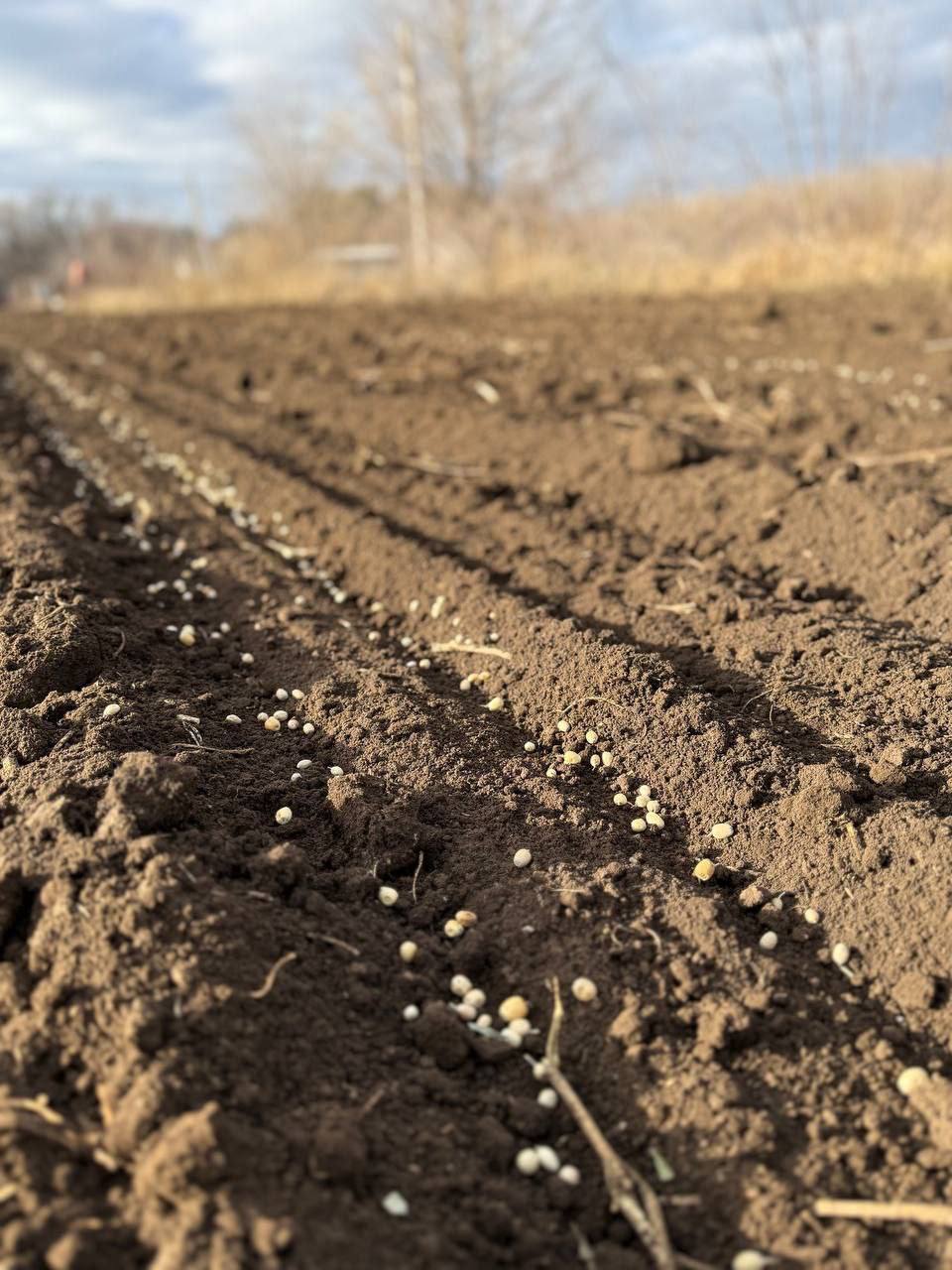 Лесничества Оренбургской области продолжают заготовку семян лесных растений