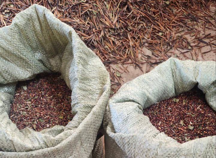 Лесничества Оренбургской области продолжают заготовку семян лесных растений Лесничества Оренбургской области продолжают заготовку семян лесных растений