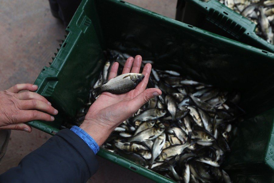 В реки и водоемы Оренбуржья в рамках компенсационного зарыбления выпустили более 300 тысяч мальков