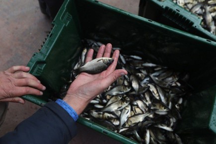 В реки и водоемы Оренбуржья в рамках компенсационного зарыбления выпустили более 300 тысяч мальков
