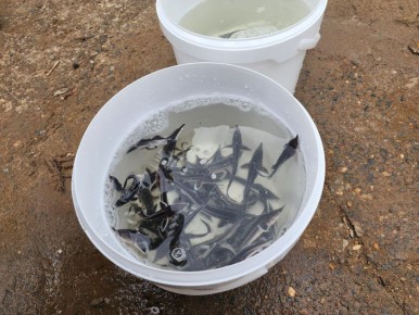 Около 302 тысяч мальков выпустили в течение 2025 года в водоемы Оренбургской области в рамках компенсационного зарыбления