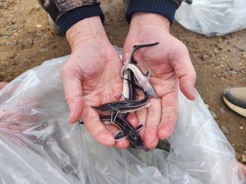 В реки и водоемы Оренбуржья в рамках компенсационного зарыбления выпустили более 300 тысяч мальков В реки и водоемы Оренбуржья в рамках компенсационного зарыбления выпустили более 300 тысяч мальков