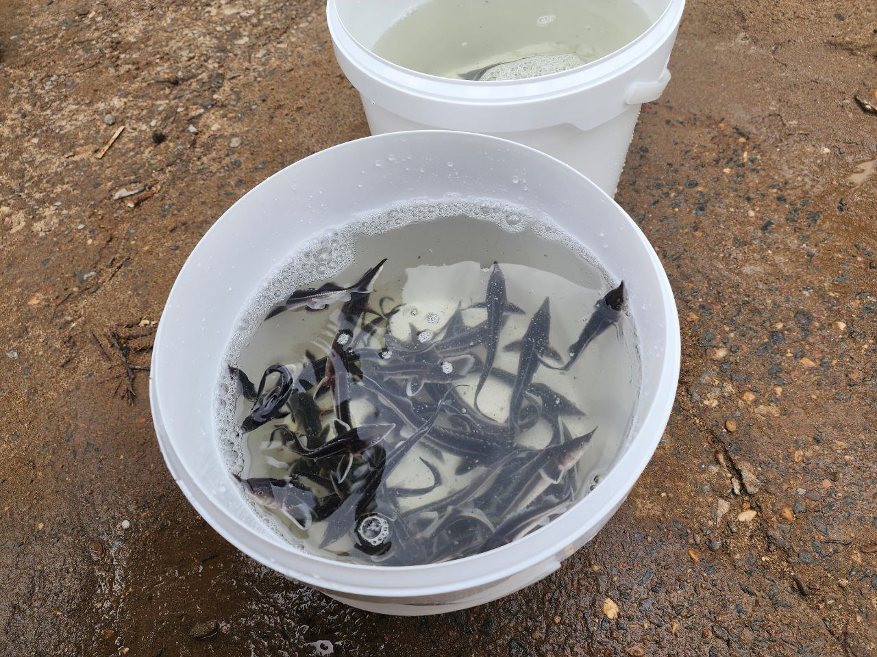 В реки и водоемы Оренбуржья в рамках компенсационного зарыбления выпустили более 300 тысяч мальков В реки и водоемы Оренбуржья в рамках компенсационного зарыбления выпустили более 300 тысяч мальков