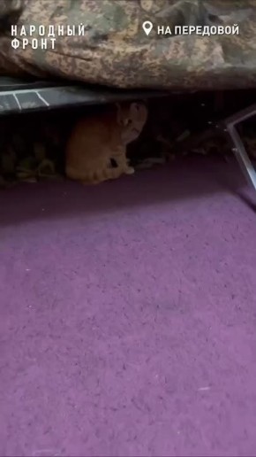 Кот Семён помогает оренбургским бойцам на фронте