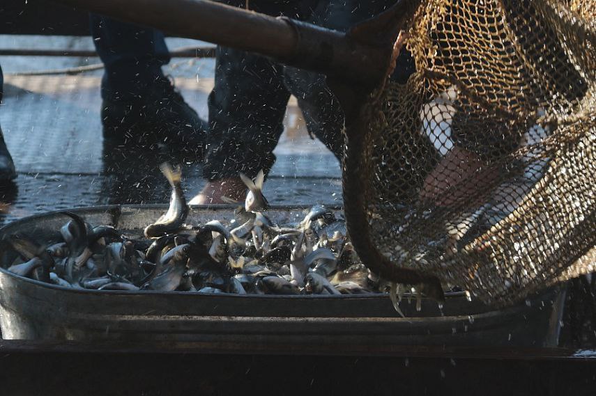 В реки и водоемы Оренбуржья в рамках компенсационного зарыбления выпустили более 300 тысяч мальков В реки и водоемы Оренбуржья в рамках компенсационного зарыбления выпустили более 300 тысяч мальков