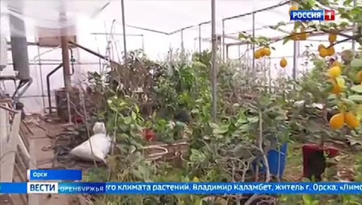 Лимоны, кумкваты и даже гранаты выращивает в оранжерее орчанин Владимир Каламбет