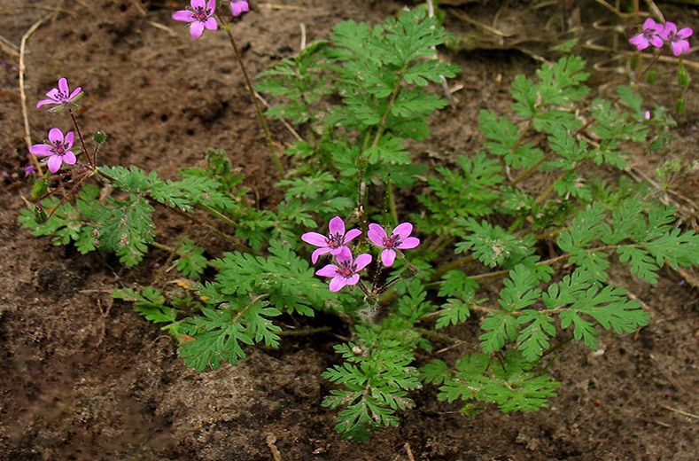 ������ � ����������: ���������� �������� ���������� �� ����� �������