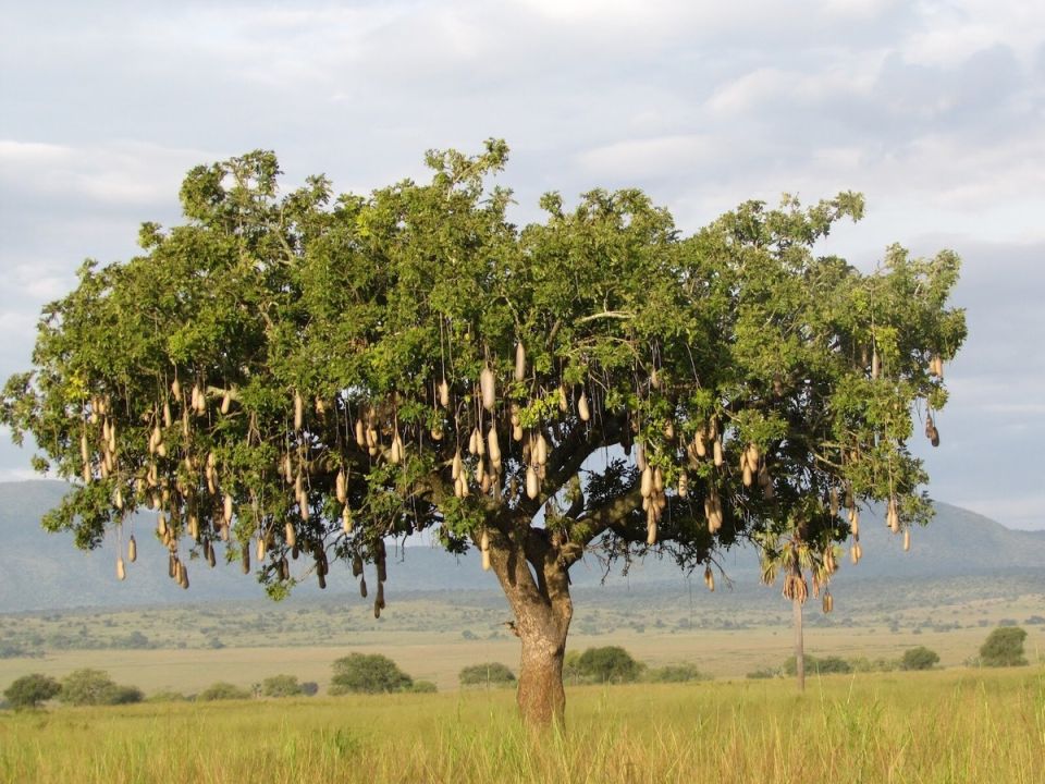 Колбасное дерево: от загадки природы до целебного снадобья