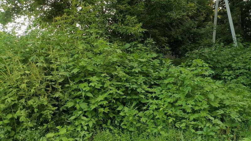 За сорняки и снег во дворах выписано почти 400 000 рублей штрафов в Оренбурге