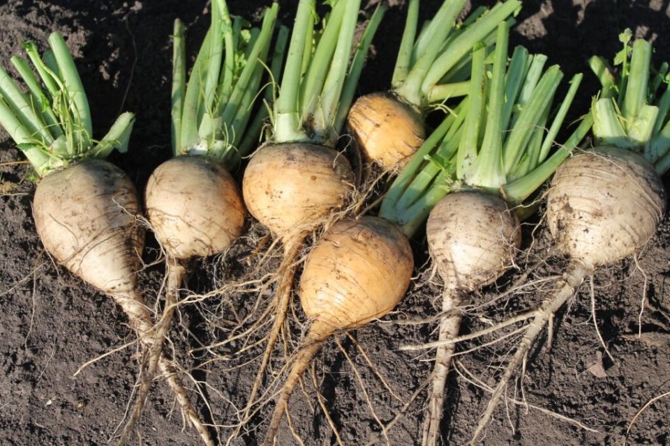 Очарование репы: сорт «Гинга» как ключ к необычным вкусовым сочетаниям