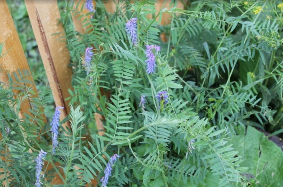 ��� �������� ������ ������� ��������� ���� �����: �������� ������ ��������