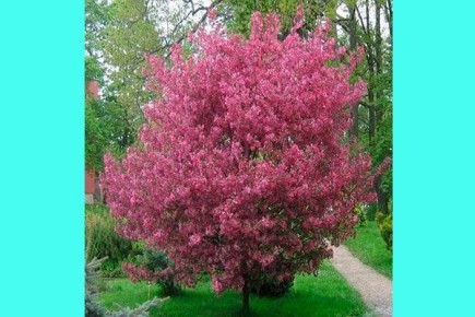 ������ ������: ������������ ��������, ��������� �������� ����� ���