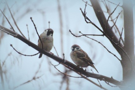 ������ ����! ������� ������ �� 21 �������