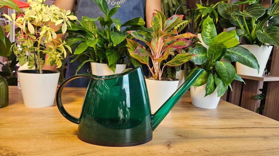 Пять хитростей полива комнатных растений, которые изменят ваш подход к уходу