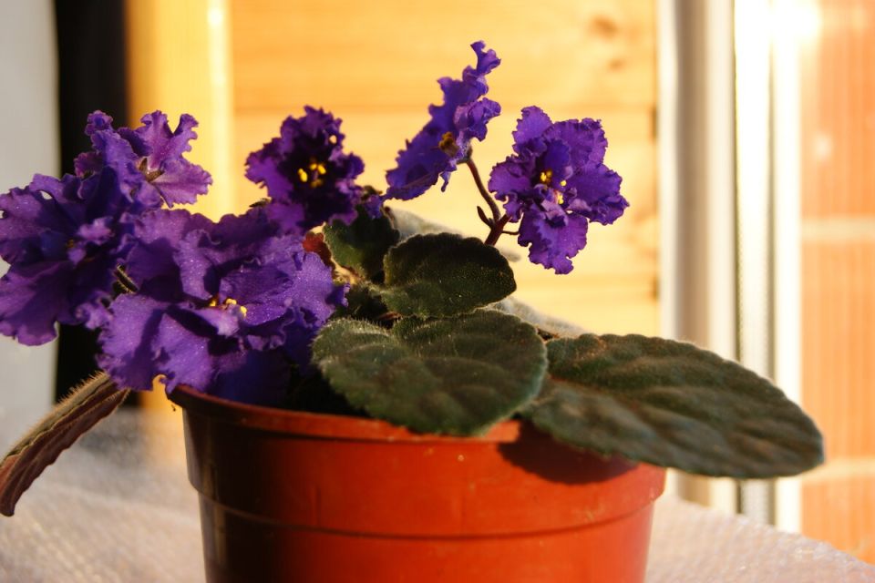 ��������: ��� ��������� ����������� ������ � ������������ �� �������� ������� ���