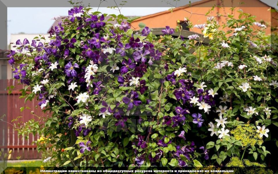 ������ ��� �������� �� ������: �������� �������, �������� ��������