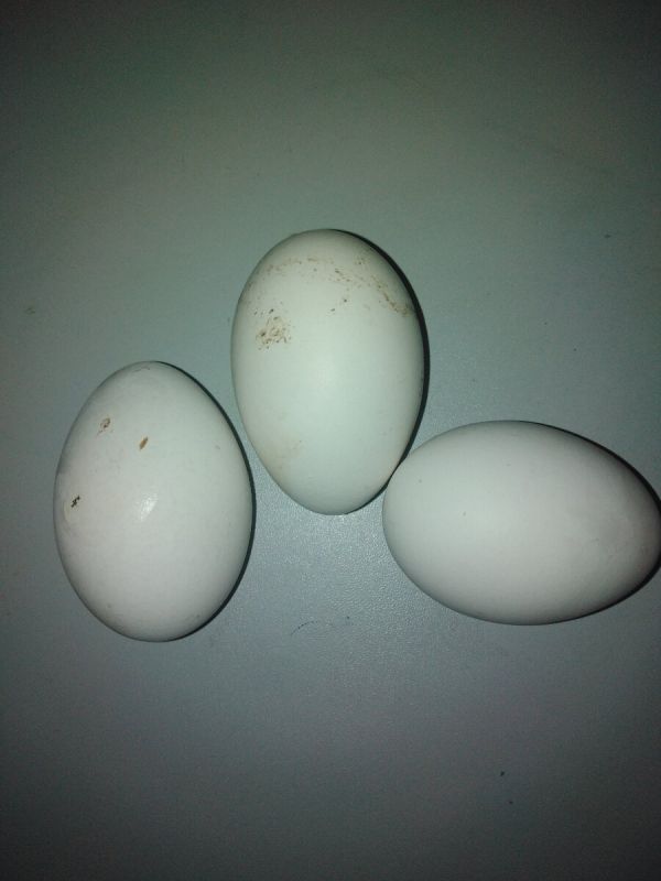 Необычный осенний выводок утят: как смелый эксперимент изменил планы