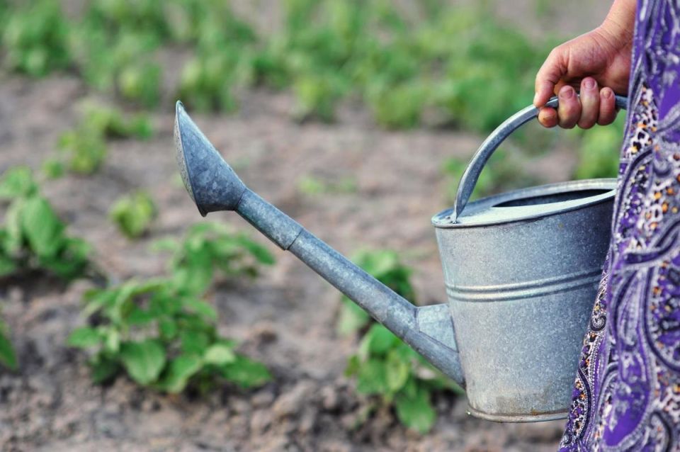 Сентябрьский полив: как не упустить шанс на успешный урожай