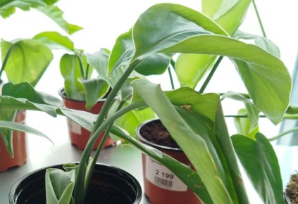 ��������� ���������: ���� � ����������� ������������ ��������� � ����� ����