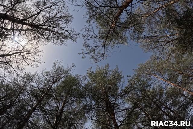 Волгоградская область готовится к масштабной операции по борьбе с лесными вредителями