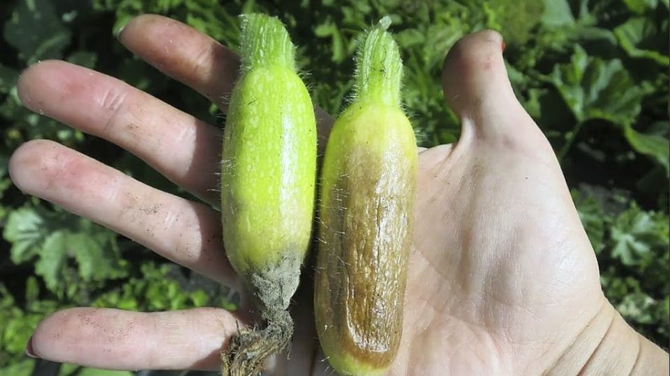 Почему гниют кабачки и как это предотвратить? Простые решения для дачников