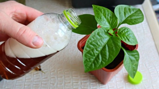 ��� ��������� ������������� �������: ������� ��������� �����