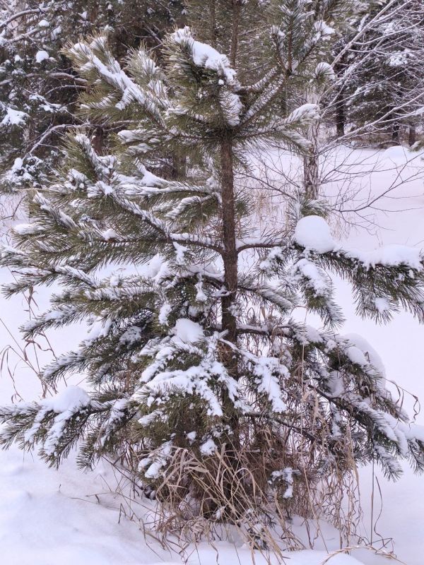 Доброе утро, Оренбуржье! Прогноз погоды на 3 января