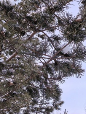 Доброе утро, Оренбуржье!. Прогноз погоды на 5 января