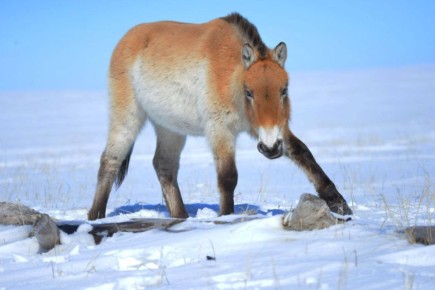 Символ года в снежном заповеднике «Оренбургский»