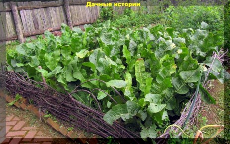 Польза хрена в борьбе с растительными заболеваниями: открытие для дачников