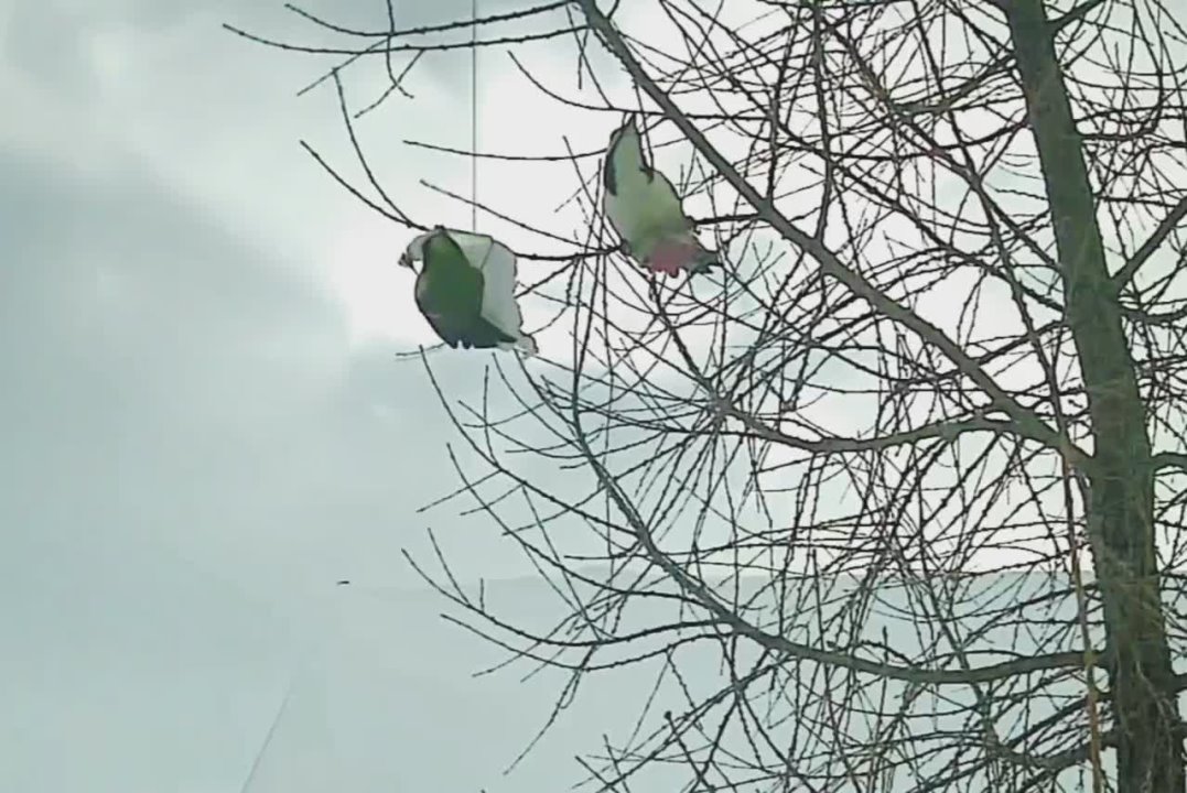 «Птичья столовая» в Красногвардейском районе стала местом примирения дятла и синиц