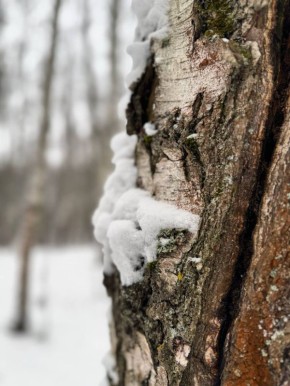 Доброе утро, Оренбуржье!. Прогноз погоды 9 января В ближайшие сутки переменная облачность