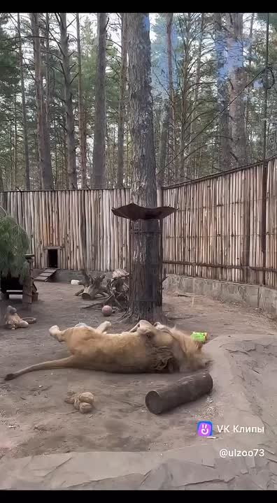 А как вы проводите январские выходные ?