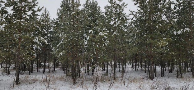 В 2025 году в Оренбуржье высажена тысяча гектаров леса