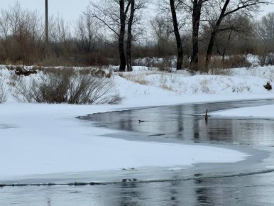 «В Новоорском районе на Урале остались зимовать дикие утки»