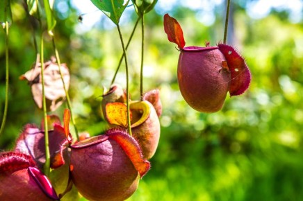 Необычные тактики: как растения используют запахи для манипуляции насекомыми