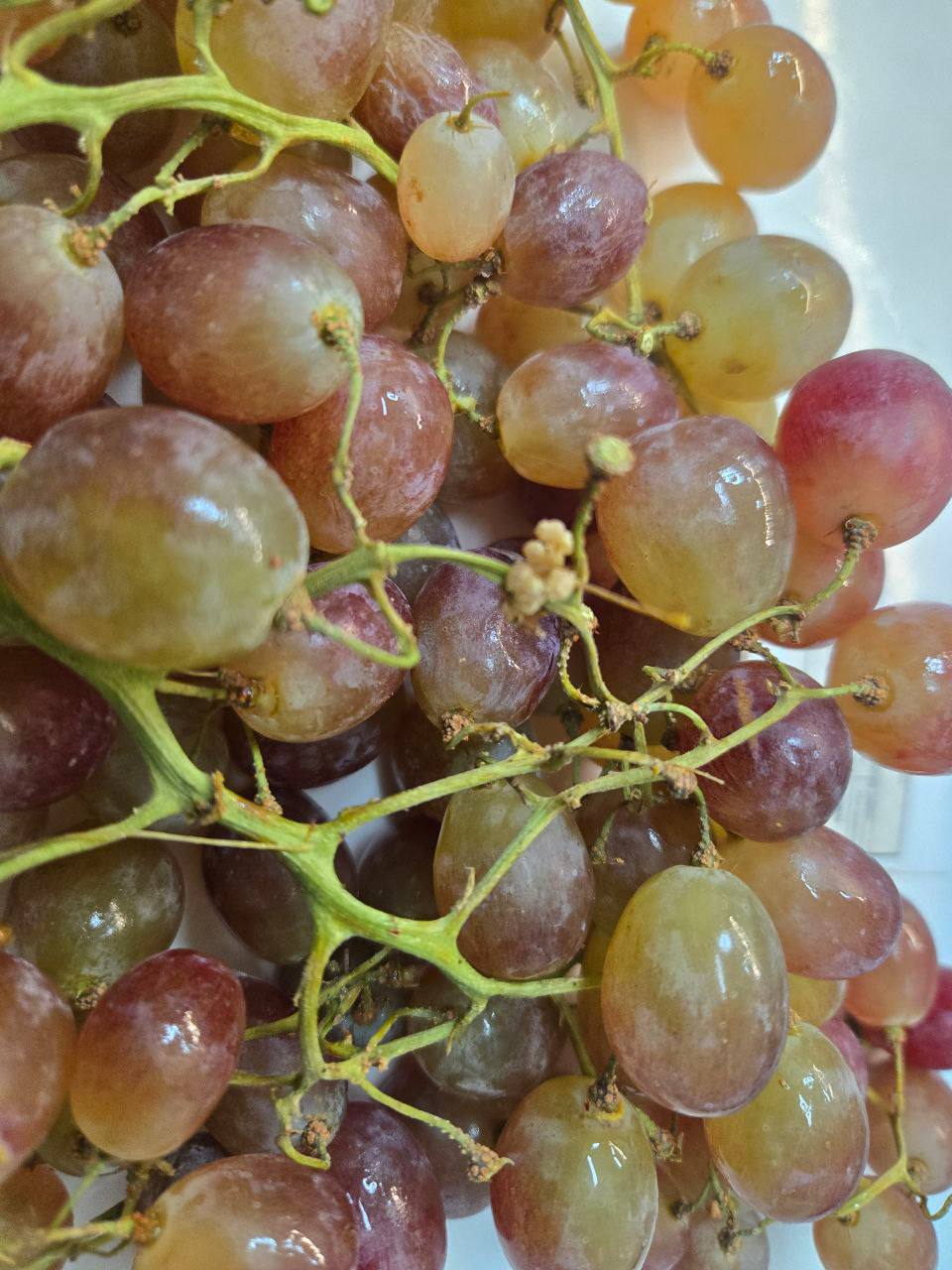 В Оренбуржье пресекли ввоз более 20 тонн зараженного винограда