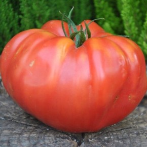 ����������� ���� �������: �������� ����������� ������������