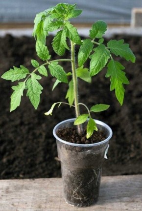 ��� ��������� �������� �������: ������� ������ ��������� ����������� ����