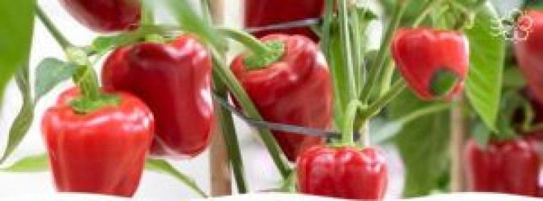 ��� 5 ������������ ������ ������ ��� ������ � 2026 ����