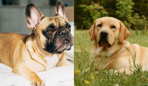 �����companions: 13 ����� �����, ������� ����� ���������� ������������ ��� ������ ������